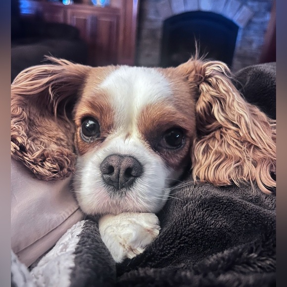 Meet your Posher, Lisa - Picture 6 of 7